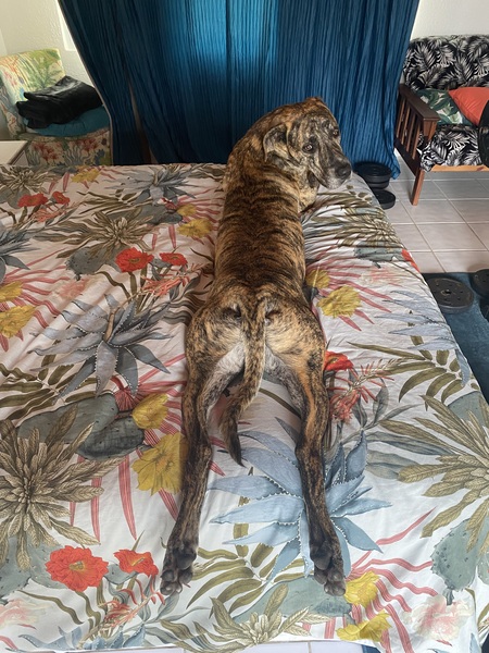 Entry image for Mack. Clicking this image will show a larger photo