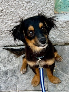 Entry image for Jack Sparks Croix. Clicking this image will show a larger photo