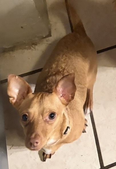 Entry image for Cooper. Clicking this image will show a larger photo