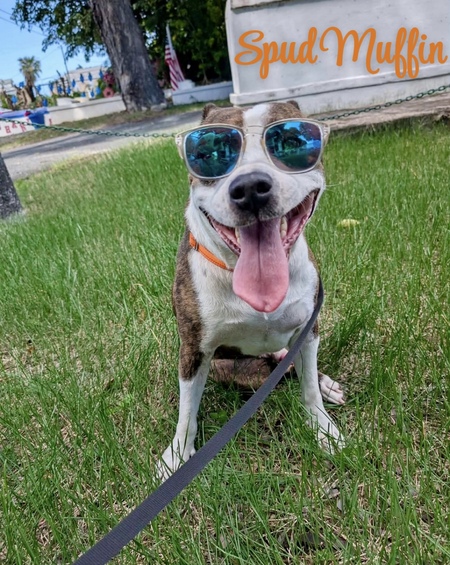 Entry image for Spud Muffin. Clicking this image will show a larger photo