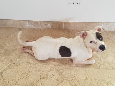 Entry image for Petey. Clicking this image will show a larger photo