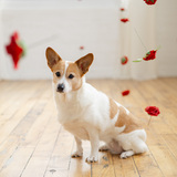 Entry image for Daisy