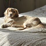 Entry image for Charley