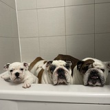 Entry image for Dozzer, Carat and Barkley