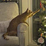 Entry image for Sam Reaching for the Stars
