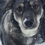 Entry image for Koda 