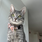 Entry image for Ollie