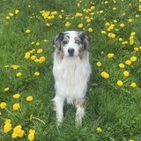 Entry image for Buddy