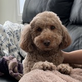 Entry image for Teddy 