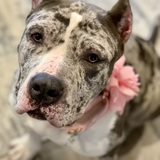 Entry image for Gracie