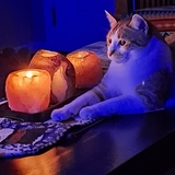 Entry image for Cheeto