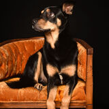 Entry image for Loki
