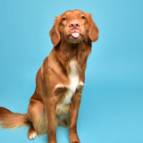 Entry image for Clementine