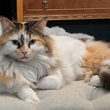 Entry image for Phoebe 