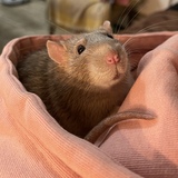 Entry image for Lachlan