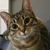 Entry image for Millie 