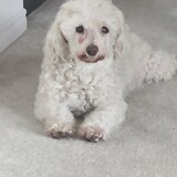 Entry image for Whitey