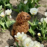 Entry image for Ollie