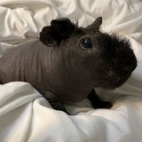 Entry image for Rufus