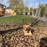 Entry image for Charlie