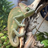 Entry image for Pickles