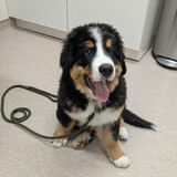 Entry image for Bruno