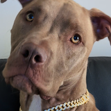 Entry image for Gracie 