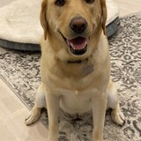 Entry image for Millie