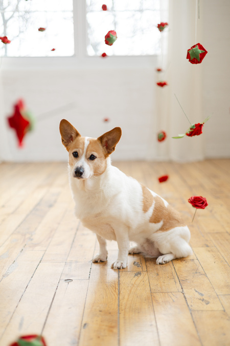 Entry image for Daisy. Clicking this image will show a larger photo