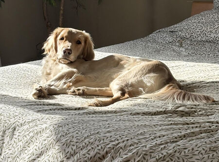 Entry image for Charley. Clicking this image will show a larger photo