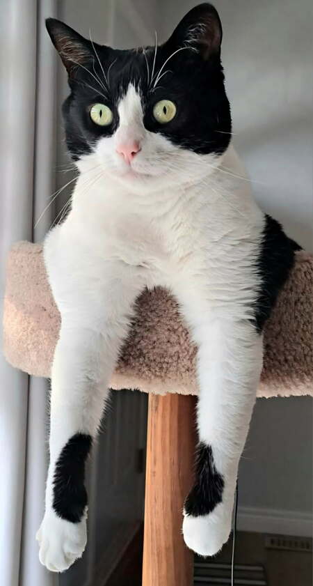 Entry image for Zoey. Clicking this image will show a larger photo