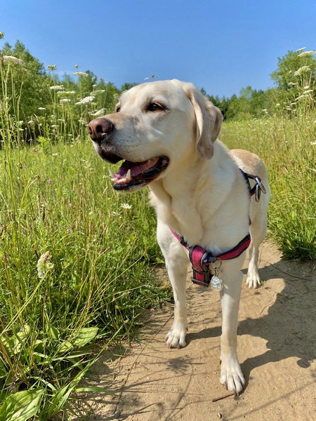 Entry image for Hazel. Clicking this image will show a larger photo