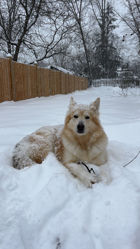 Entry image for Kiki (formerly Kilo). Clicking this image will show a larger photo