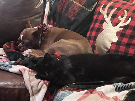 Entry image for Inky (with his pal Paprika). Clicking this image will show a larger photo
