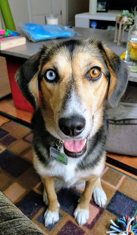 Entry image for Molly. Clicking this image will show a larger photo