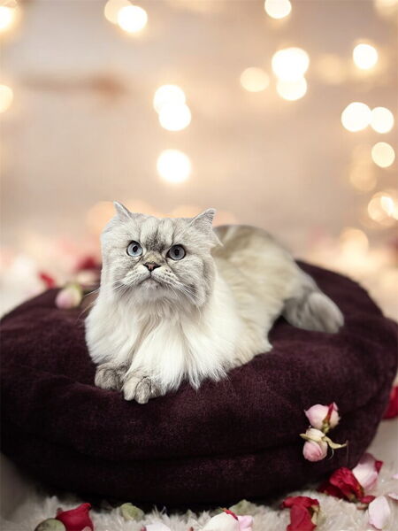 Entry image for Melly. Clicking this image will show a larger photo