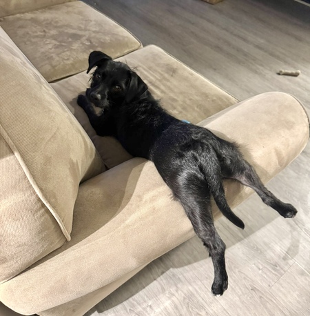 Entry image for Milo. Clicking this image will show a larger photo