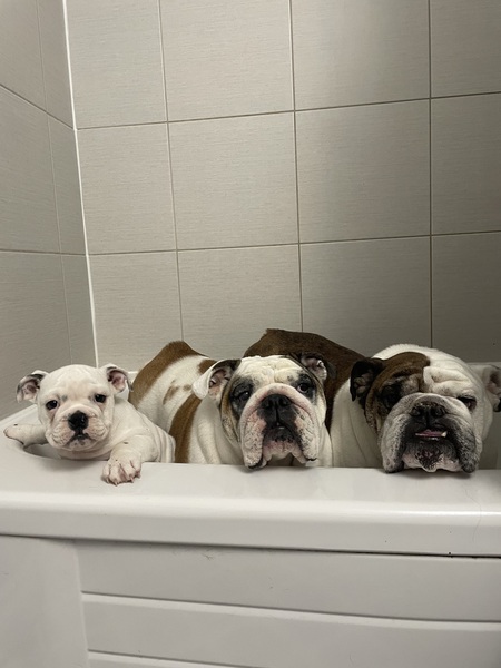 Entry image for Dozzer, Carat and Barkley. Clicking this image will show a larger photo
