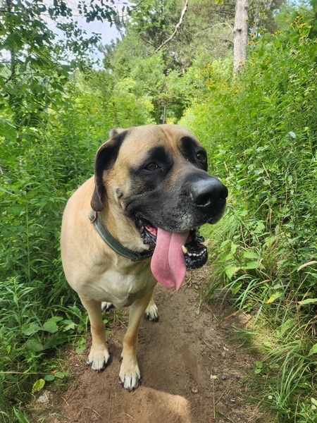 Entry image for Mack. Clicking this image will show a larger photo