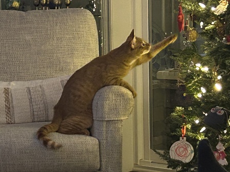 Entry image for Sam Reaching for the Stars. Clicking this image will show a larger photo