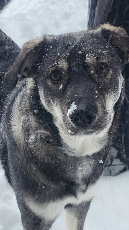 Entry image for Koda . Clicking this image will show a larger photo