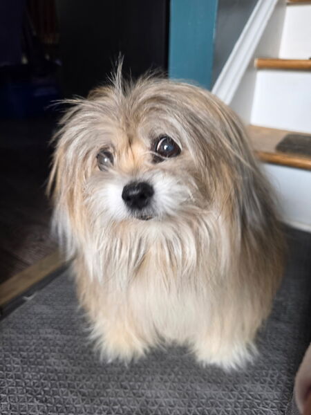 Entry image for Monty. Clicking this image will show a larger photo