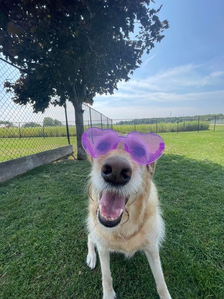 Entry image for Phoebe. Clicking this image will show a larger photo
