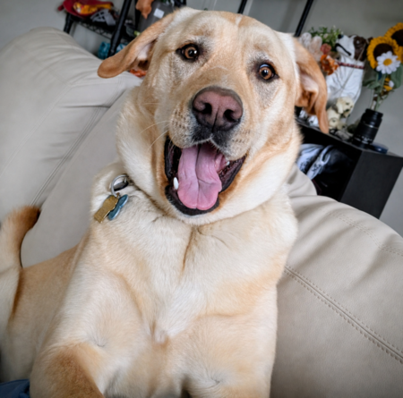 Entry image for Sully. Clicking this image will show a larger photo