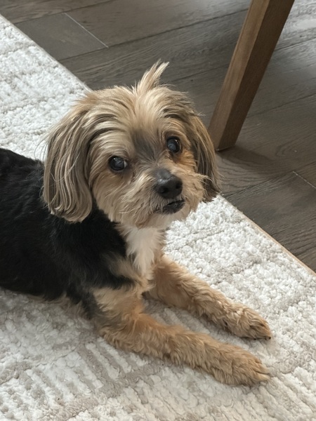 Entry image for Rolo. Clicking this image will show a larger photo