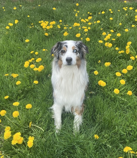 Entry image for Buddy. Clicking this image will show a larger photo