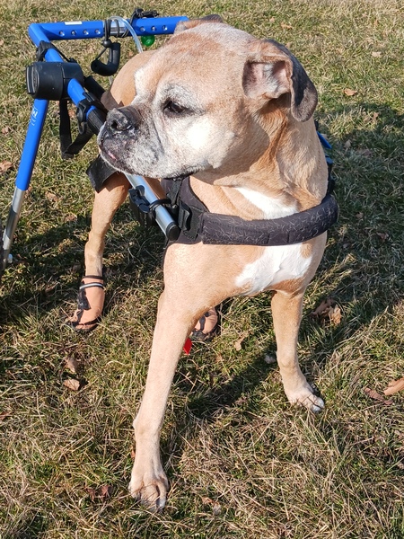 Entry image for Stella. Clicking this image will show a larger photo