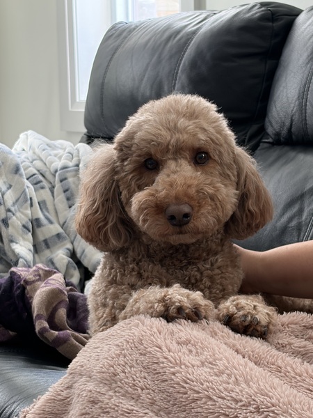 Entry image for Teddy . Clicking this image will show a larger photo