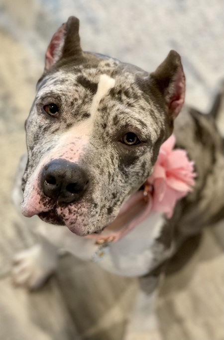 Entry image for Gracie. Clicking this image will show a larger photo