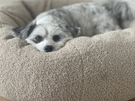 Entry image for Livy. Clicking this image will show a larger photo